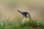 Green Woodpecker peek-a-boo - Nick Bowman