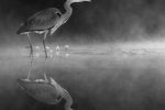 Heron in the morning mist - Keith Gypps