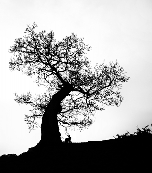 Viv Houghton - LONELY TREE