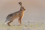 Brown Hare in late evening light - Kevin Pigney