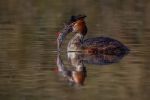 Greater Crested Grebe with catch  -Kevin Pigney
