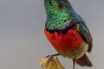 Greater Double Collared Sunbird  -Bruce Liggitt