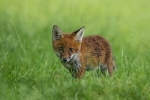 Local Fox cub-Kevin Pigney