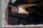 Swallow exiting the barn-Kevin Williams