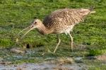 Curlew with prey - Chris Cross