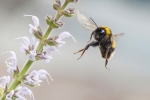 Flight of the Bumblebee - Ryan Bailey