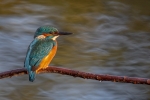 Kingfisher in early morning light - Kevin Pigney