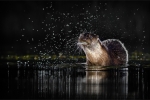 Night Fishing Otter - Kevin Williams