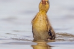 Duckling catching a mayfly - Kevin Pigney