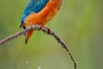 Kingfisher portrait  -Kevin Pigney
