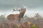 Red deer stag bellowing in the mist - John Harvey