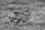 Hare kicking up a splash - Nick Bowman