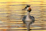 GREAT CRESTED GREBE AT SUNSET-Nick Bowman