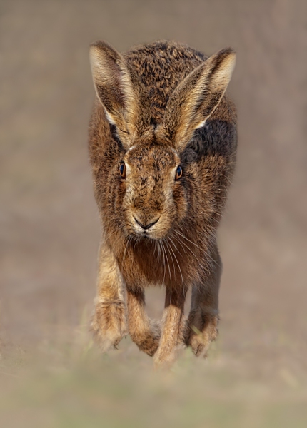 HEAD ON HARE - Kevin Pigney