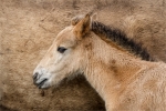 KEVIN PIGNEY - Young Konik Pony with mother