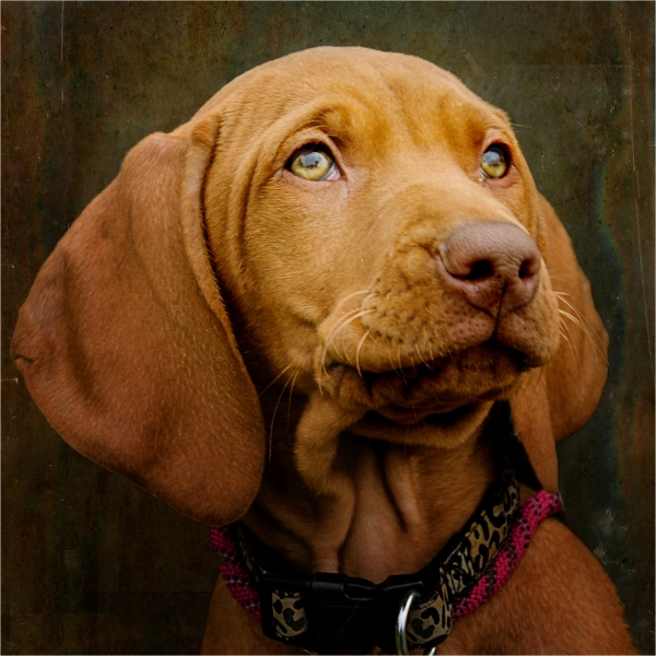Viv Houghton - Weimeraner puppy