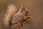 Kevin Pigney-Young Red Squirrel