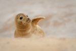 YOUNG SEAL - Kevin Pigney