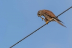 Dan Starling-Tightrope Kestrel
