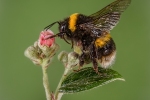 BEE COLLECTING NECTAR-Kevin Pigney