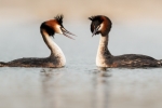 Kevin Pigney-GREAT CRESTED GREBES COURTING