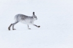 Kevin Pigney-Mountain hare