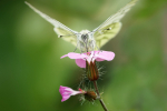 Green-veined White butterfly - Hedley Wright