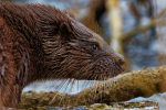 Otter pup - Ray Watson