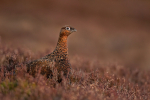 Red Grouse in heather - Kevin Williams