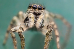 Up close with a Zebra Jumping Spider - Ryan Bailey