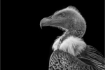 Vulture - Phil Lenney