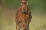 Hare head on - Kevin - Pigney