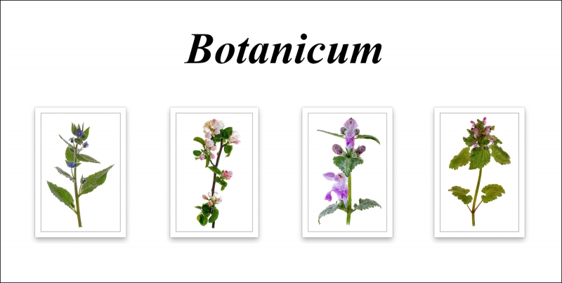 Botanicum - Kevin Pigney