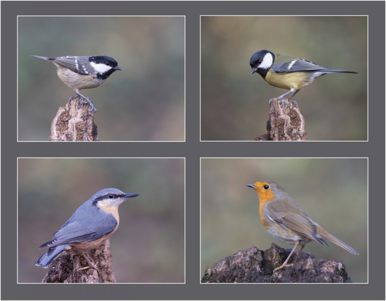 Woodland birds - Bruce Liggitt