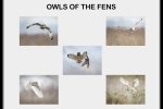 Owls of the Fens - Hedley Wright
