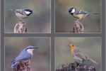 Woodland birds - Bruce Liggitt